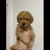 Cavapoo - Both