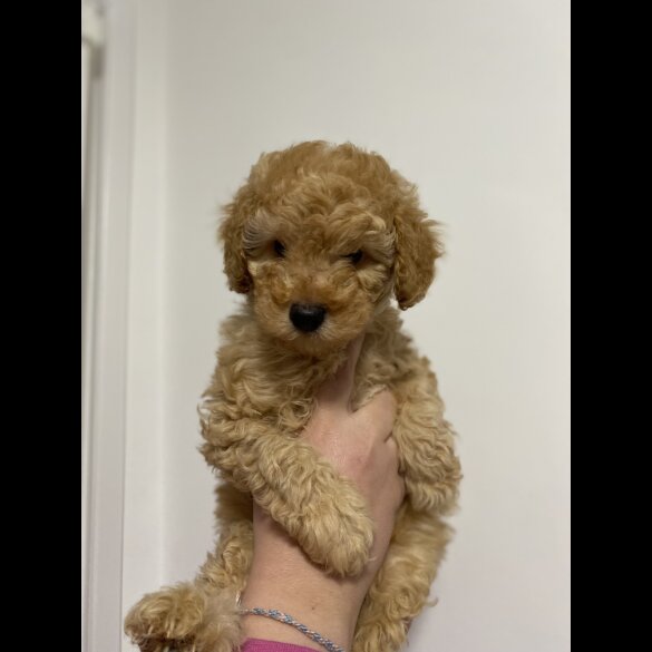 Cavapoo - Both