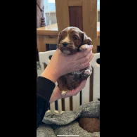 Cavapoo - Both
