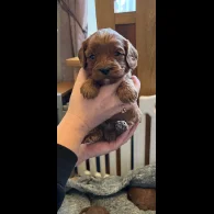 Cavapoo - Both