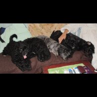 Cavapoo - Both