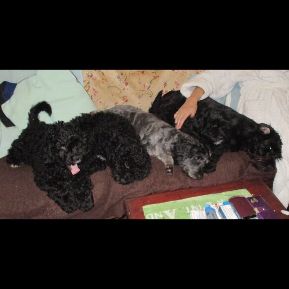 Cavapoo - Both