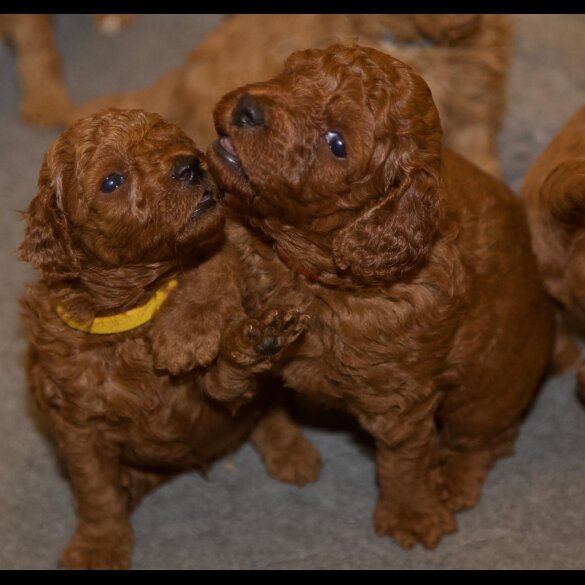 Cavapoo - Both