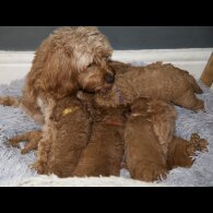 Cavapoo - Both