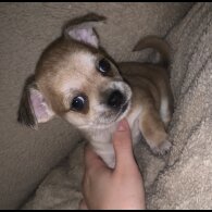 Chihuahua - Dogs