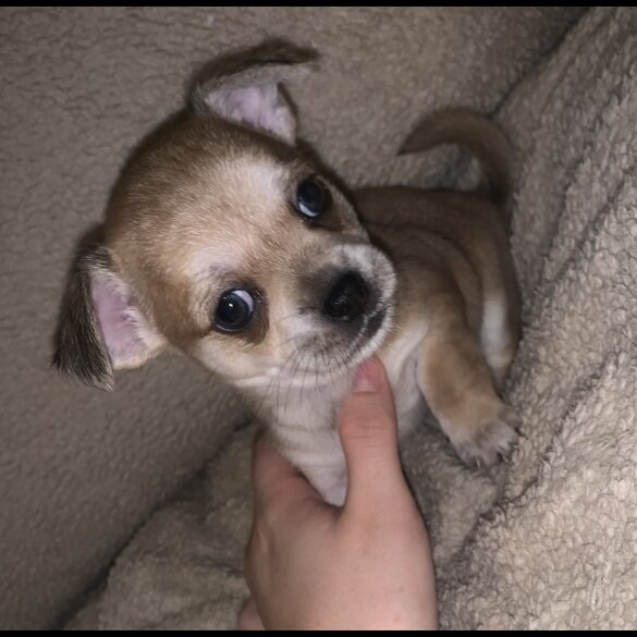 Chihuahua - Dogs