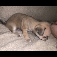 Chihuahua - Dogs