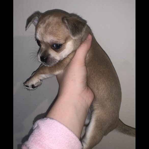Chihuahua - Dogs