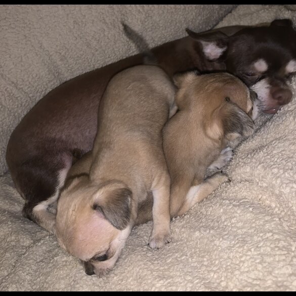 Chihuahua - Dogs