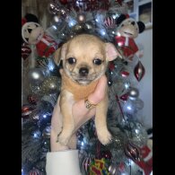 Chihuahua - Dogs