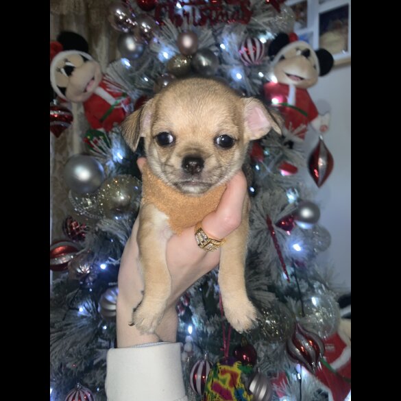 Chihuahua - Dogs