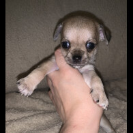 Chihuahua - Dogs
