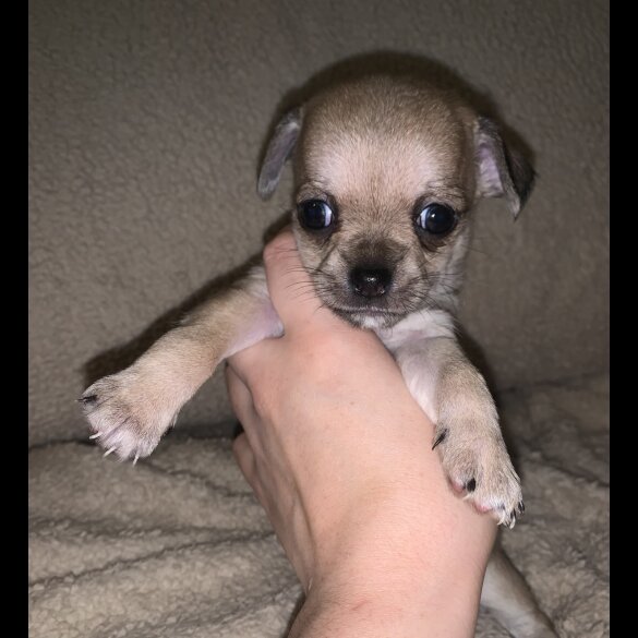 Chihuahua - Dogs