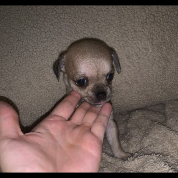 Chihuahua - Dogs