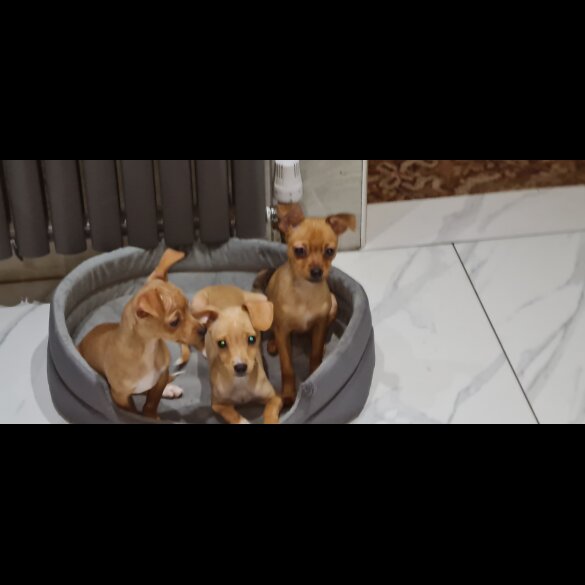 Chihuahua - Both