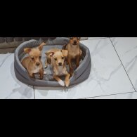 Chihuahua - Both