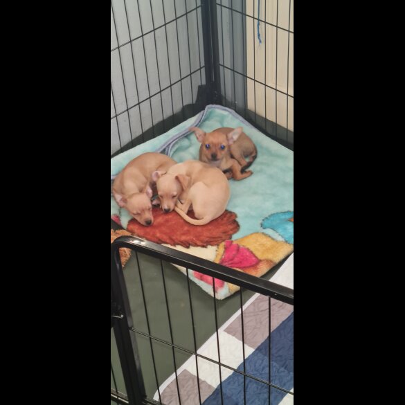 Chihuahua - Both