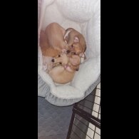 Chihuahua - Both