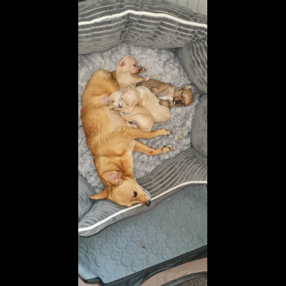 Chihuahua - Both