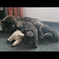 Chow Chow - Both