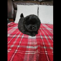 Chow Chow - Both