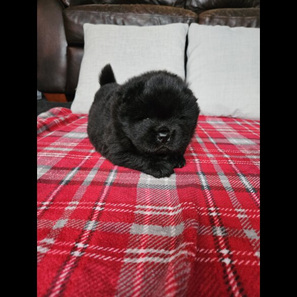 Chow Chow - Both