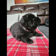 Chow Chow - Both