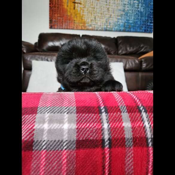 Chow Chow - Both