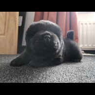 Chow Chow - Both