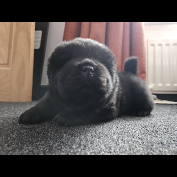 Chow Chow - Both