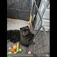 Chow Chow - Both