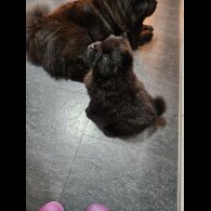 Chow Chow - Both