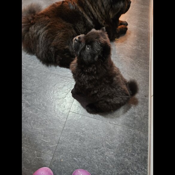 Chow Chow - Both