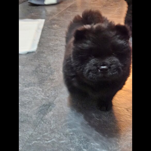 Chow Chow - Both