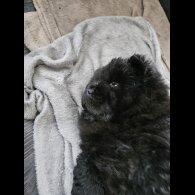 Chow Chow - Both