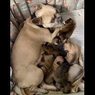 French Bulldog - Both