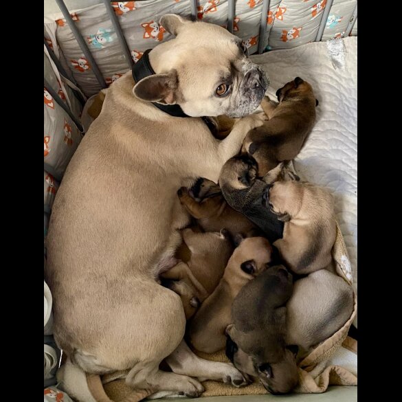 French Bulldog - Both