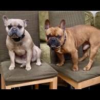 French Bulldog - Both