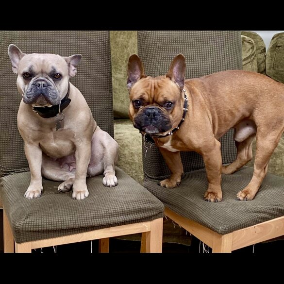 French Bulldog - Both
