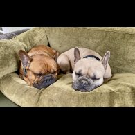 French Bulldog - Both