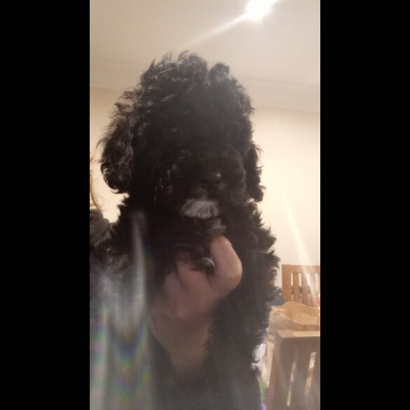 Cockapoo - Both