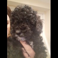 Cockapoo - Both