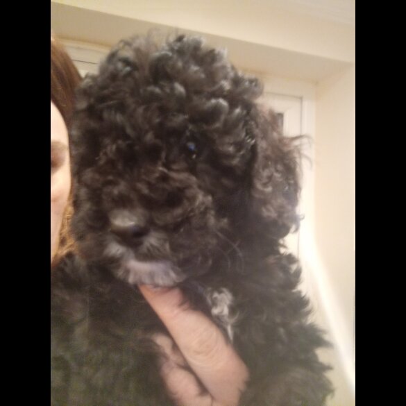 Cockapoo - Both