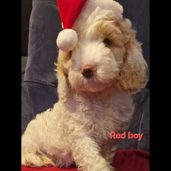 Cockapoo - Both
