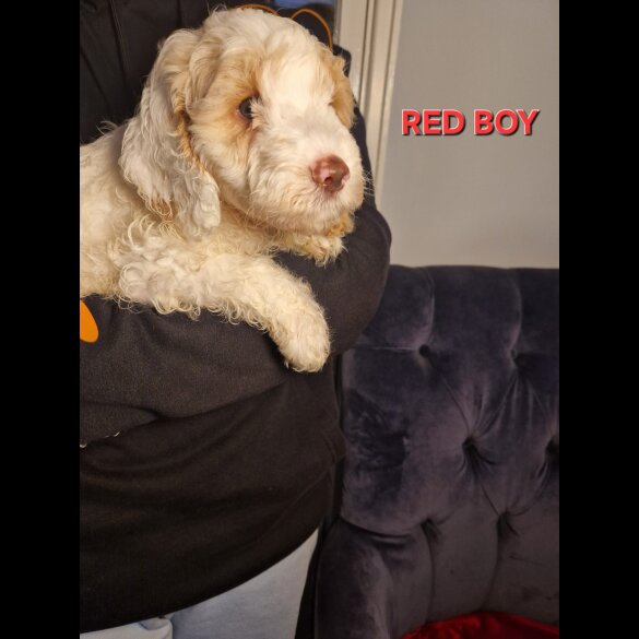 Cockapoo - Both