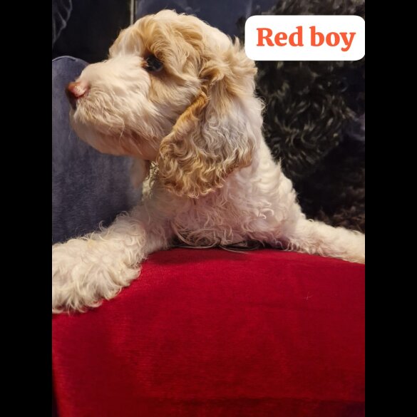 Cockapoo - Both
