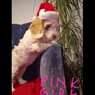 Cockapoo - Both