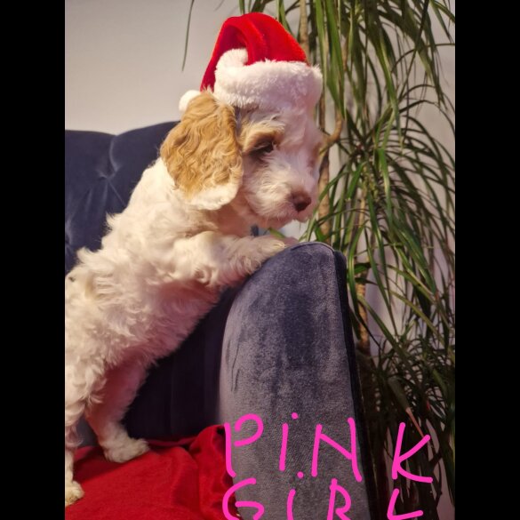 Cockapoo - Both
