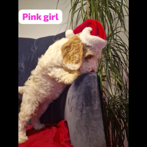 Cockapoo - Both