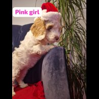 Cockapoo - Both